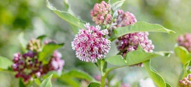Asclepias, una delle piante che attirano le farfalle (erba delle farfalle)