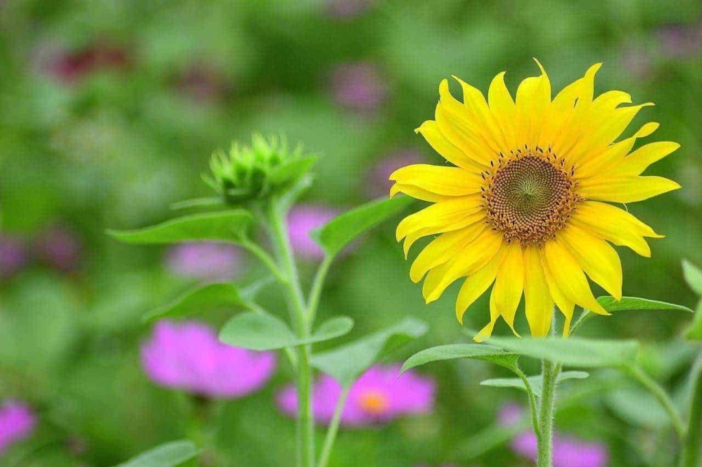 Girasole giallo in fiore nel giardino
