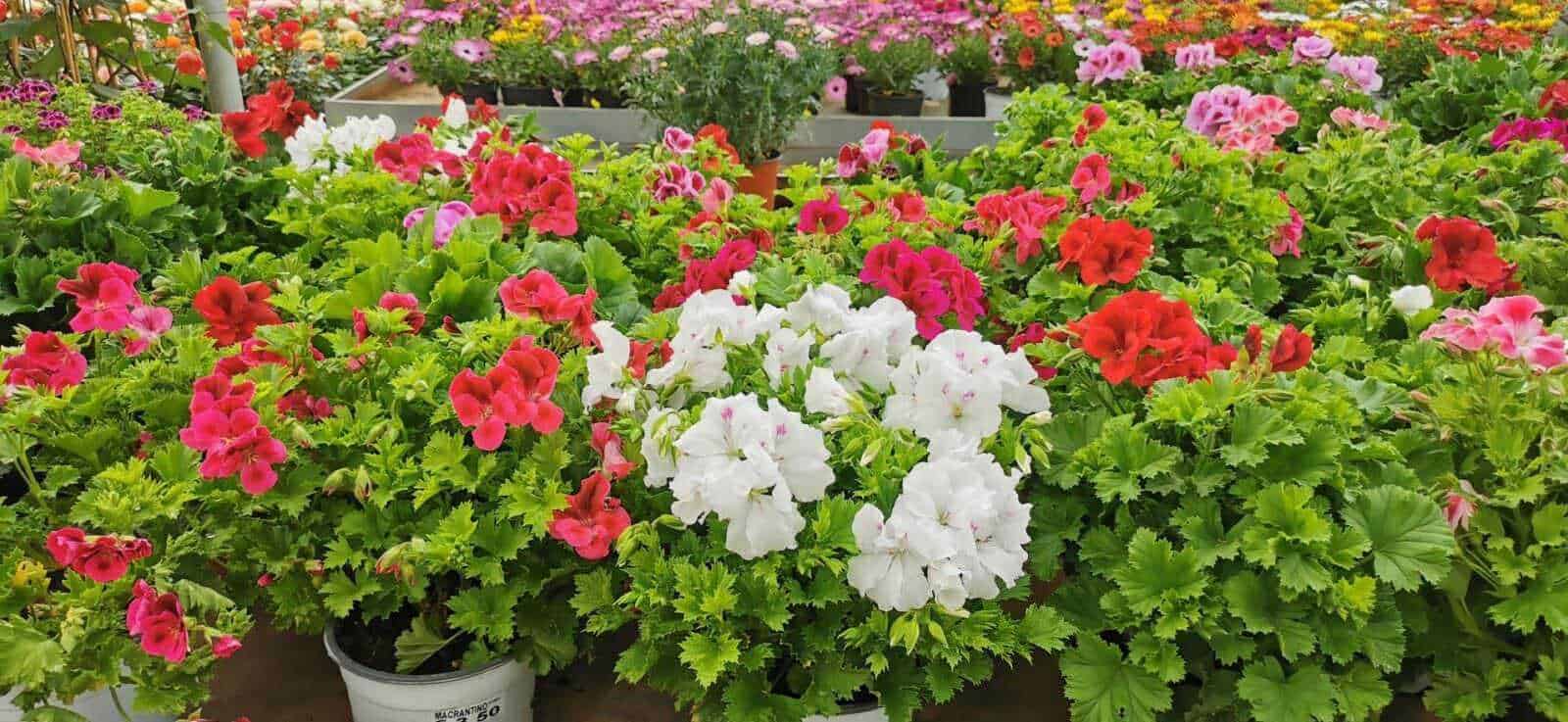Pianta in vaso con fiori rosa mentre viene annaffiata con innaffiatoio verde, cura delle piante da giardinaggio, fiori per esterni, giardinaggio domestico, atmosfera di primavera.