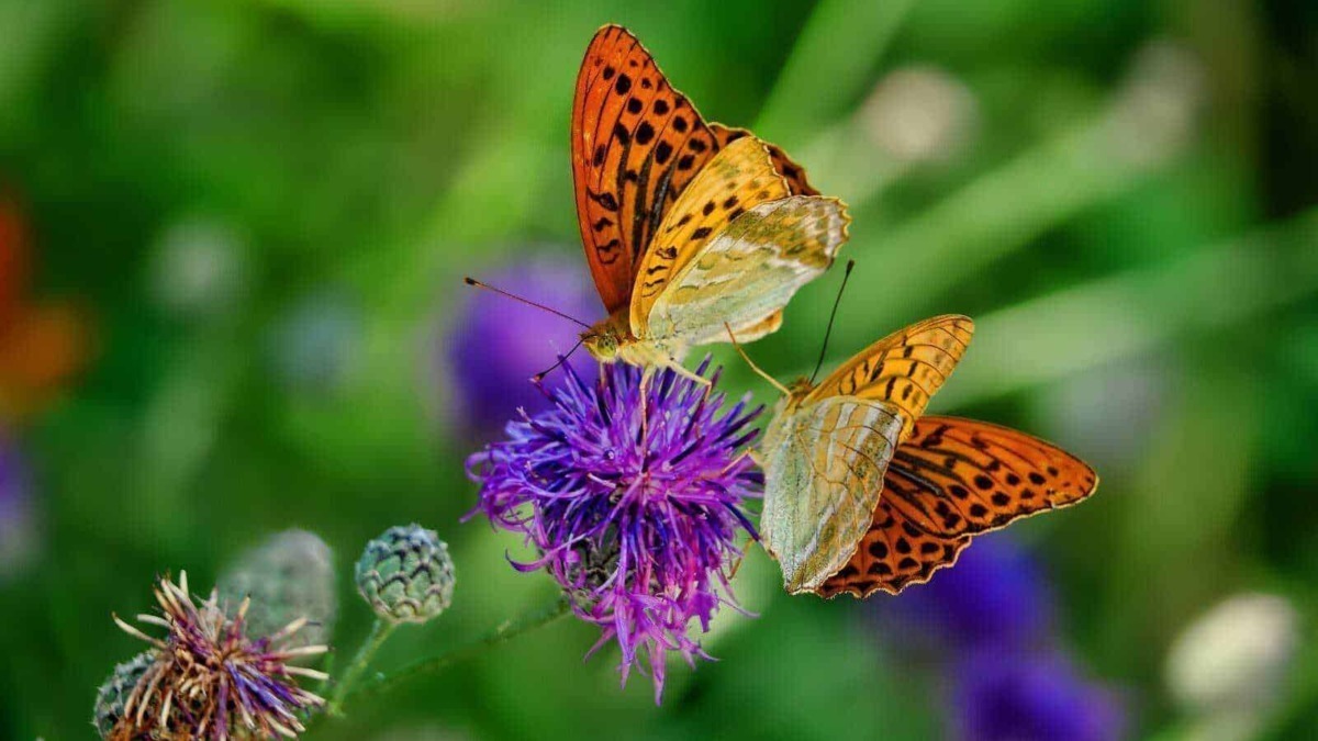 Farfalle su fiore viola, natura, biodiversità, insetti, riproduzione, giardino, flora, fauna, colori vivaci, life cycle, ecologia, conservazione, biodiversità, pollinazione, ecosistema.