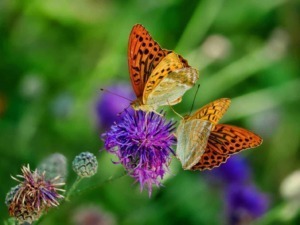 Farfalle su fiore viola, natura, biodiversità, insetti, riproduzione, giardino, flora, fauna, colori vivaci, life cycle, ecologia, conservazione, biodiversità, pollinazione, ecosistema.