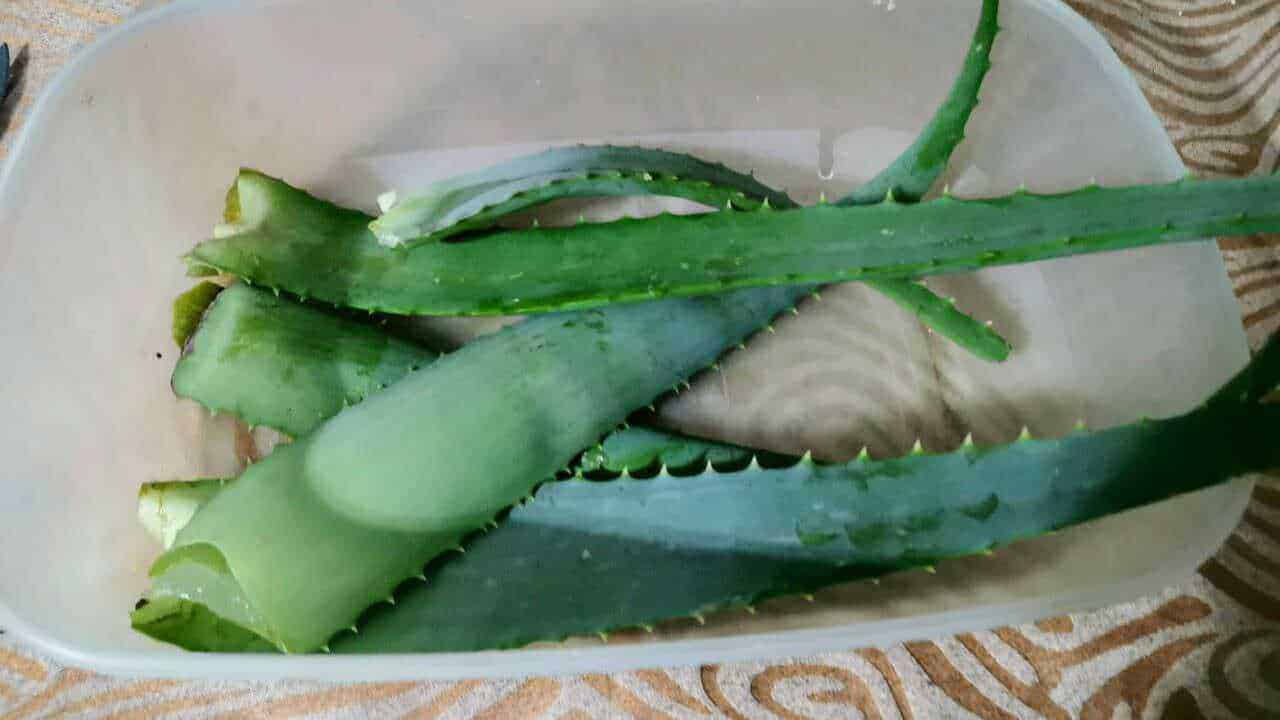 Le ricette fai da te con aloe vera per gel e succo 4 6 Ricette con aloe vera per scopi medicinali