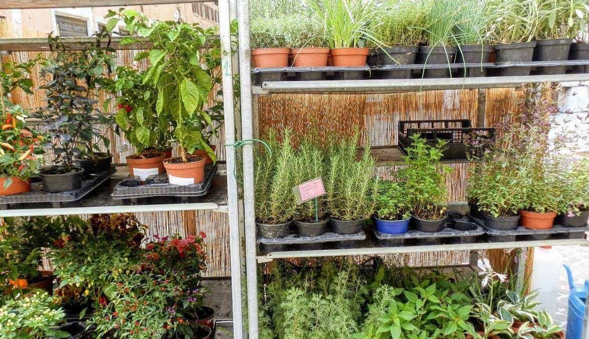 Piante in vaso su scaffalature di metallo, pensile e in balcone, piante aromatiche e ornamentali, coltivazione fai da te, giardinaggio urbano, ambiente verde domestico, appunti sul blog.