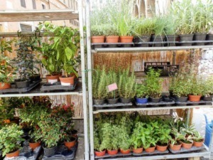Piante in vaso su scaffalature di metallo, pensile e in balcone, piante aromatiche e ornamentali, coltivazione fai da te, giardinaggio urbano, ambiente verde domestico, appunti sul blog.
