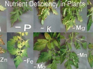Assenza di nutrienti in piante, foglie ingiallite e necrotiche con evidenza di carenze di elementi come azoto, fosforo, potassio, magnesio, calcio, zinco, ferro, molibdeno, manganese, cloro.