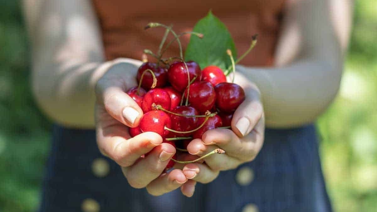 Pomodorini ciliegia freschi, raccolti a mano, di colore rosso brillante, simbolo di agricoltura biologica e sostenibile, perfetti per insalate e ricette estive.