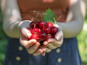 Pomodorini ciliegia freschi, raccolti a mano, di colore rosso brillante, simbolo di agricoltura biologica e sostenibile, perfetti per insalate e ricette estive.