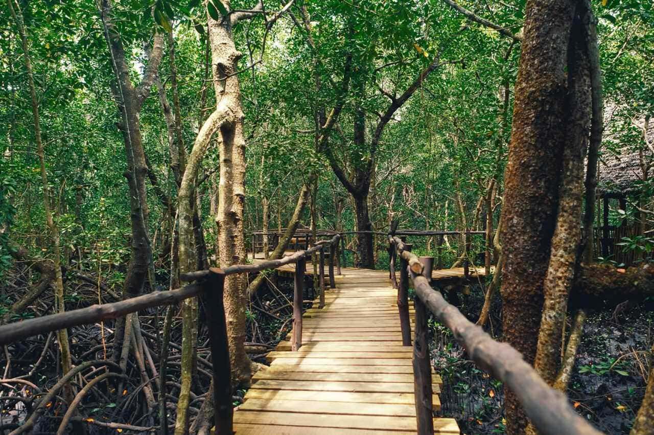 Sentiero di legno tra gli alberi in una riserva naturale con vegetazione verde vibrante, ideale per escursioni e avventure all'aperto.