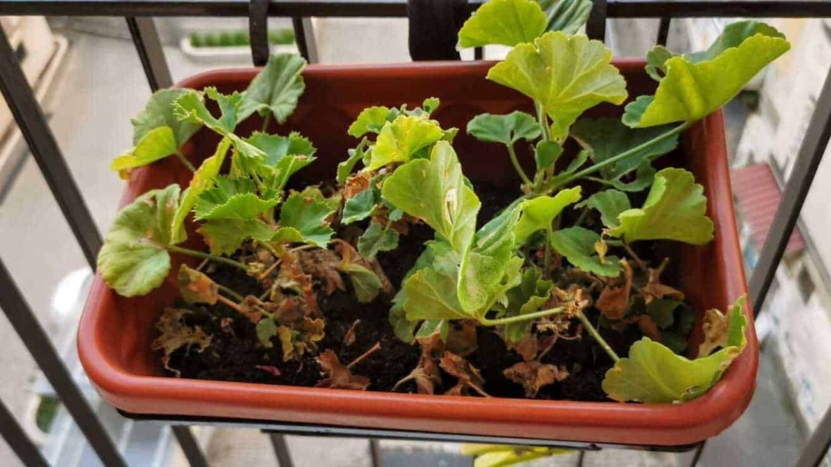Pianta di geranio in vaso su balcone, con foglie verdi e alcune foglie secche, in crescita e adatta alla coltivazione domestica.