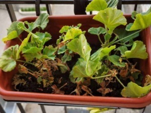 Pianta di geranio in vaso su balcone, con foglie verdi e alcune foglie secche, in crescita e adatta alla coltivazione domestica.