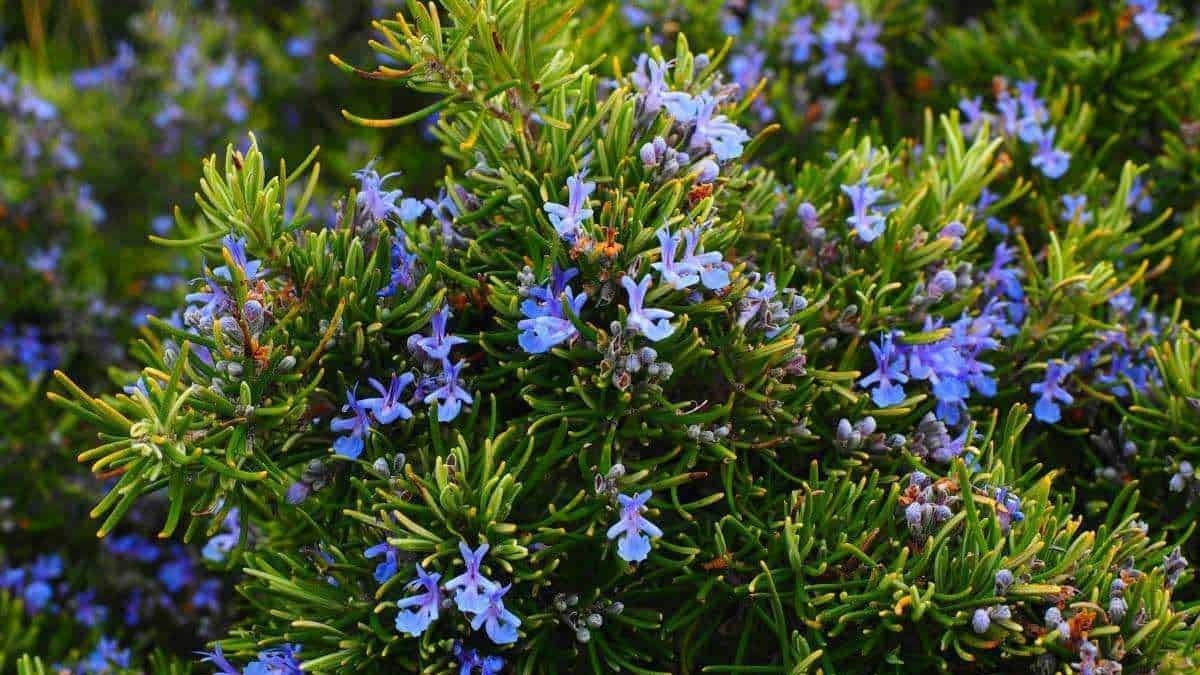 Fiore di erica con fiori blu e foglie verdi, pianta ornamentale ideale per giardini mediterranei, resistente alla siccità e ornamentale. Perfetta per creare paesaggi naturali e colorati.