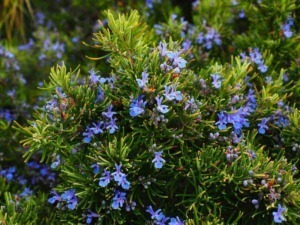 Fiore di erica con fiori blu e foglie verdi, pianta ornamentale ideale per giardini mediterranei, resistente alla siccità e ornamentale. Perfetta per creare paesaggi naturali e colorati.