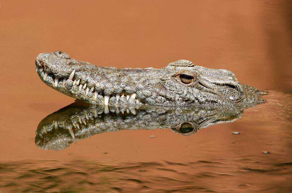 Coccodrillo in acqua con riflesso, in un ambiente naturale e tranquillo, che mette in evidenza i dettagli della pelle e le caratteristiche facciali del rettile.