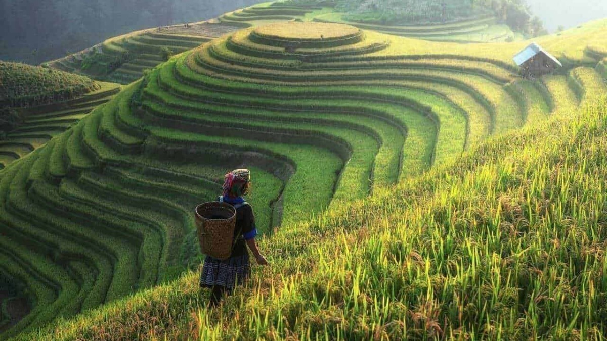 Coltivatore tra le terrazze di riso a Hội An, Vietnam, paesaggio agricolo su terreni in graduale discesa, cultura tradizionale e architettura rurale.