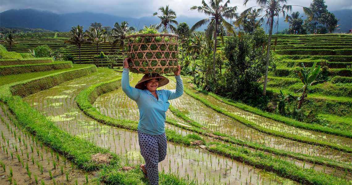 Paesaggi agricoli zone tropicali: Risaie terrazzate di Bali, Indonesia