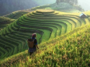 Coltivatore tra le terrazze di riso a Hội An, Vietnam, paesaggio agricolo su terreni in graduale discesa, cultura tradizionale e architettura rurale.