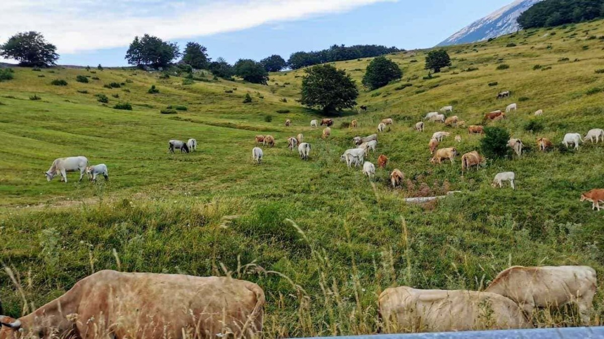 Mucche al pascolo in un paesaggio collinare verde e rigoglioso con montagne sullo sfondo, ambiente naturale e rurale ideale per l'agricoltura e l'allevamento di bestiame.