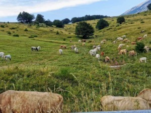 Mucche al pascolo in un paesaggio collinare verde e rigoglioso con montagne sullo sfondo, ambiente naturale e rurale ideale per l'agricoltura e l'allevamento di bestiame.