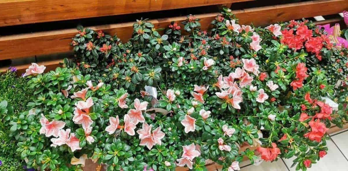 Piante perenni da cimitero: 15 resistenti al sole e alla siccità [2026]