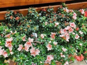 Piante perenni da cimitero: 15 resistenti al sole e alla siccità [2026]