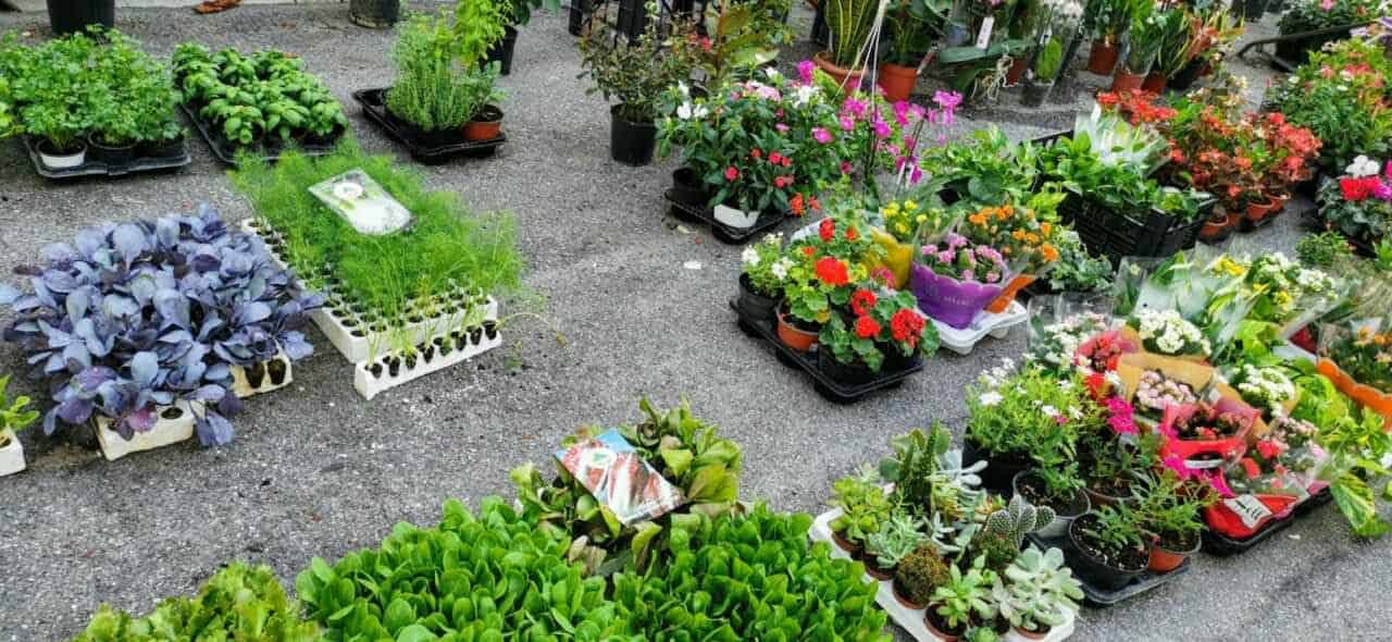piante e fiori ornamentali 
