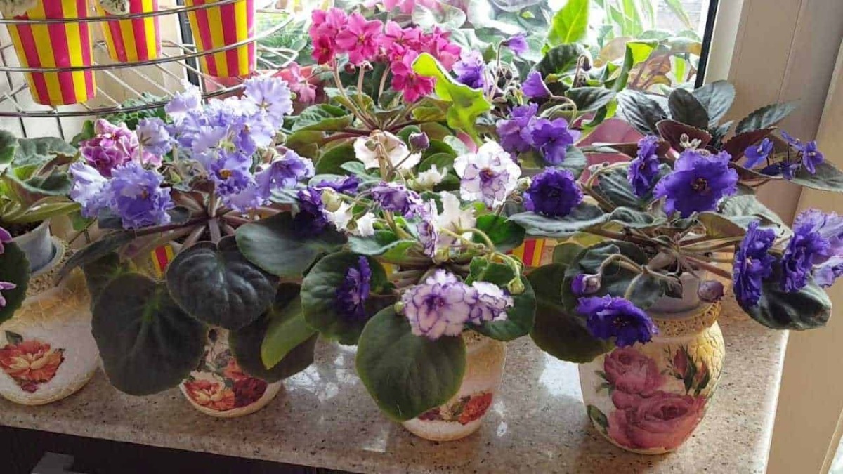 Fioriere con camelia in fiore su davanzale di finestra, piante fiorite colorate e foglie verdi lucide, ideale per decorare ambienti interni e esterni con eleganza.