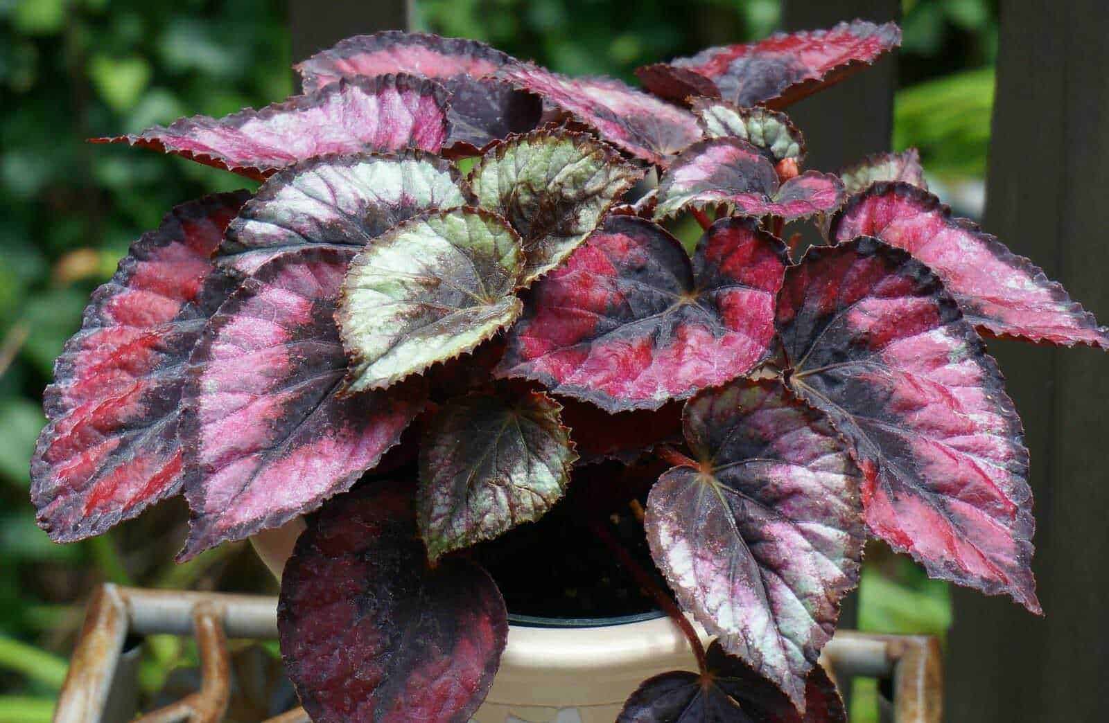 10 Piante che fioriscono in inverno in vaso,