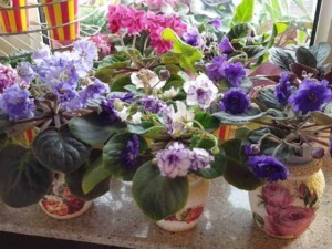 Fioriere con camelia in fiore su davanzale di finestra, piante fiorite colorate e foglie verdi lucide, ideale per decorare ambienti interni e esterni con eleganza.