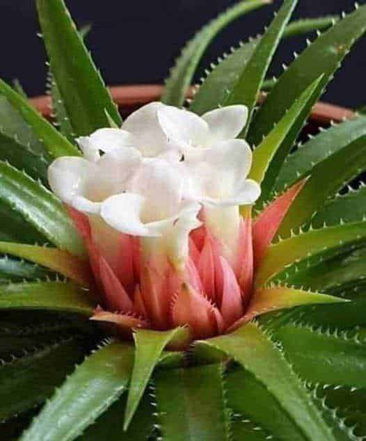Le ricette fai da te con aloe vera per gel e succo 2 Gel: Frullatore con residui di verdura, barattolo di succo di cetriolo, e accessori su un tagliere di legno in cucina, ideali per preparare smoothies e detox.