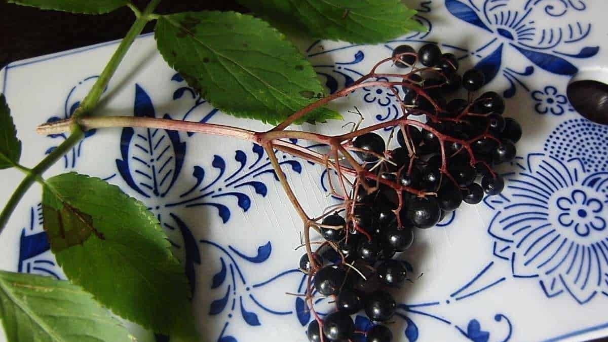 Raccolta di more nere su piatto decorato blu e bianco, con foglie verdi e rami visibili, ideale per ricette di marmellate e dessert fatti in casa.
