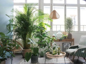 Vaso di piante verdi e cactus in soggiorno luminoso con grandi finestre, arredi minimalisti, tessuti naturali e decorazioni di design per un'atmosfera accogliente e di tendenza.