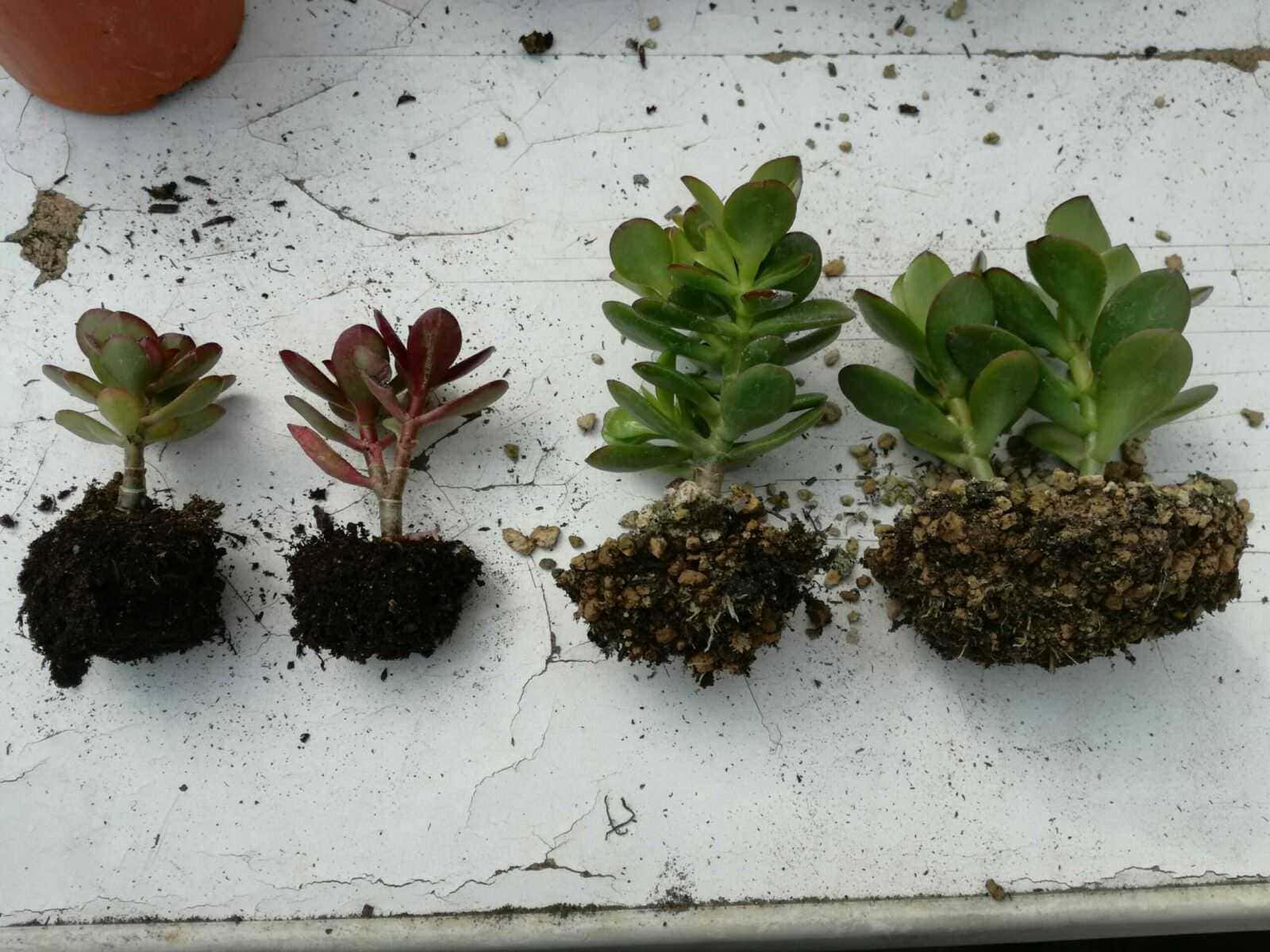 Radici di Crassula pulite prima del rinvaso