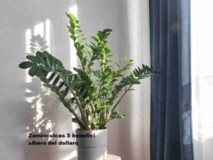 Zamioculcas zamiifolia pianta sempreverde