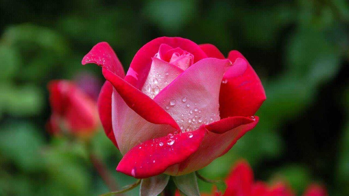 Rose con gocce d'acqua su sfondo verde, simbolo di natura e bellezza.