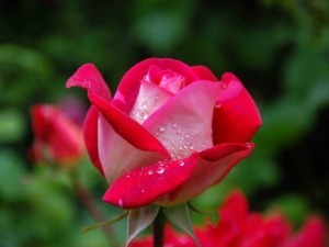 Rose con gocce d'acqua su sfondo verde, simbolo di natura e bellezza.