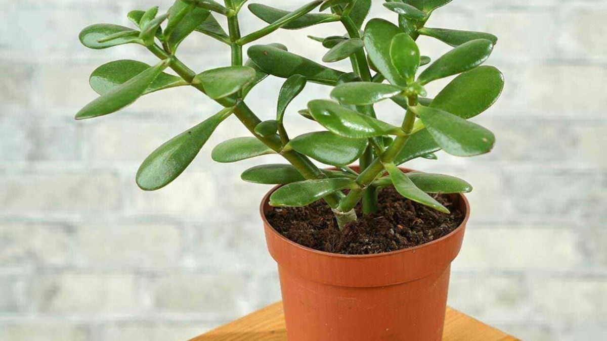 Pianta grassa succulenta in vaso di terracotta, ideale come pianta da interno, decorazione naturale, facile da curare, perfetta per abbellire ambienti domestici e uffici.