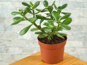 Pianta grassa succulenta in vaso di terracotta, ideale come pianta da interno, decorazione naturale, facile da curare, perfetta per abbellire ambienti domestici e uffici.