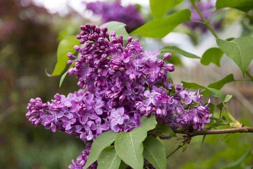 Lillà comune Syringa vulgaris in fiore