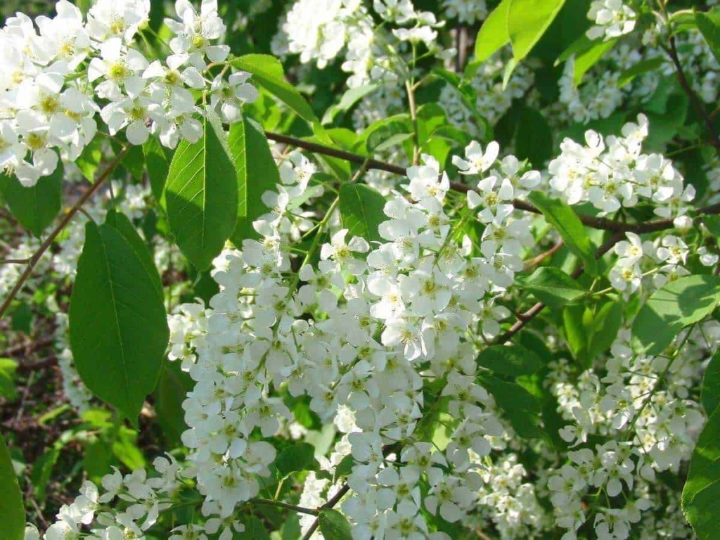 Ciliegio a grappoli (Prunus padus) 