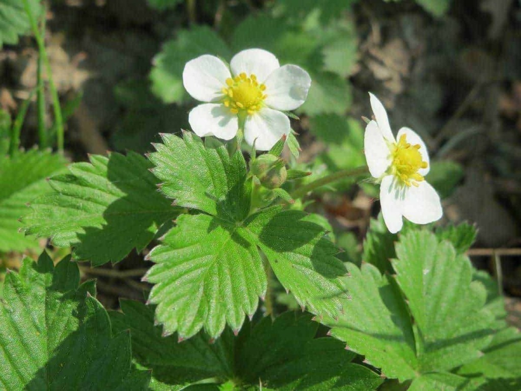 Fragola selvatica