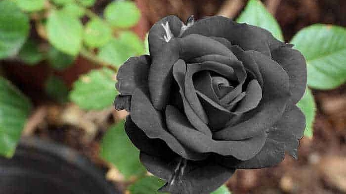 - Rosa nera in fiore nel giardino, simbolo di mistero e originalità per arrangiamenti floreali e decorazioni.