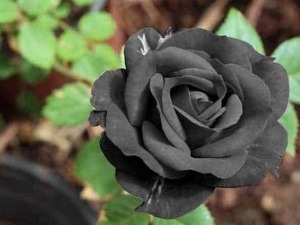 - Rosa nera in fiore nel giardino, simbolo di mistero e originalità per arrangiamenti floreali e decorazioni.