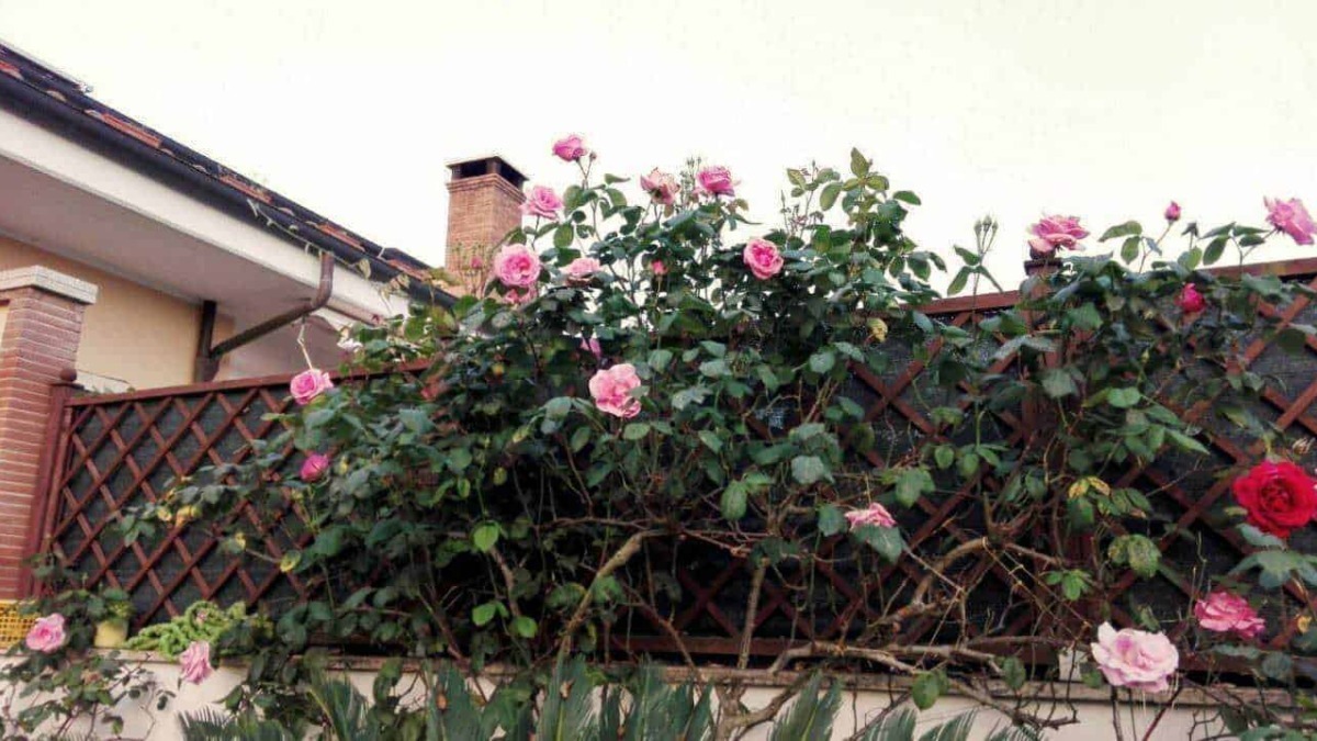 Rose rampicante su recinto in giardino, decorazione floreale con fiori rosa e verdi foglie. Perfetta per migliorare l'estetica del giardino e aggiungere un tocco naturale e romantico.