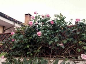 Rose rampicante su recinto in giardino, decorazione floreale con fiori rosa e verdi foglie. Perfetta per migliorare l'estetica del giardino e aggiungere un tocco naturale e romantico.