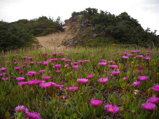 Fiori rosa su un prato verde con uno sfondo collinare ricco di vegetazione e rocce naturali, natura incontaminata e paesaggi suggestivi.