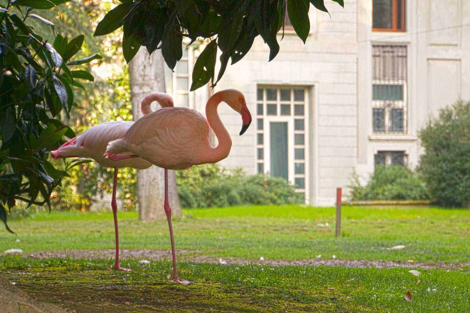 Fasci di flamingo rosa in un parco cittadino con edifici storici sullo sfondo, ambiente naturale e fauna selvaggia, fotografia di animali e natura urbana per blog di appunti e reportage.