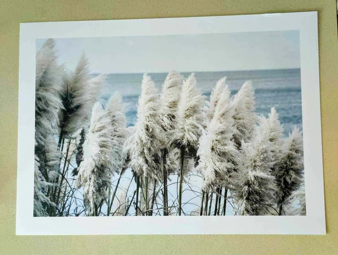Pampas grass innevato sulla spiaggia con mare sullo sfondo, scena naturale invernale, flora marina, paesaggio marino freddo, immagini di natura selvaggia e paesaggi coste in inverno.