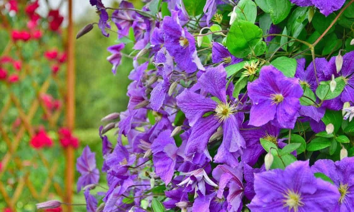 Viole rigogliose e colorate