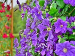 Viole rigogliose e colorate