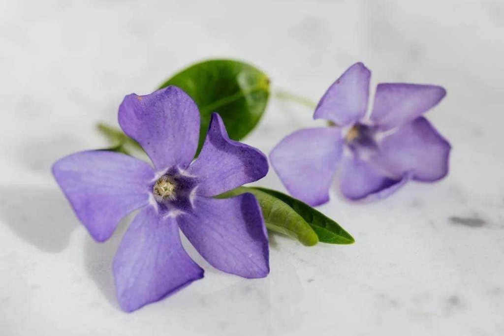 Fiori di pervinca lilla con foglie verdi 